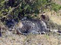 8-10-02 cheetah and cubs hidden